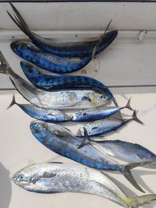 Dolphinfish