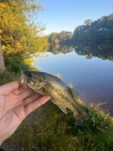 Smallmouth Bass