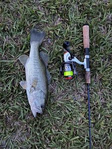 Largemouth Bass