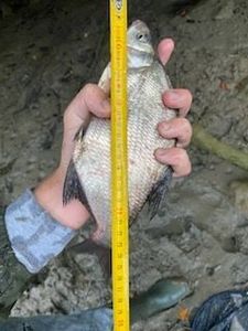 Common Bream