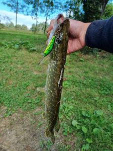 Northern Pike