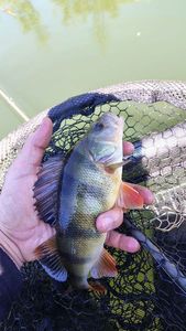 European Perch