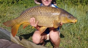 Common Carp