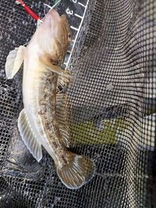 Monkey Goby