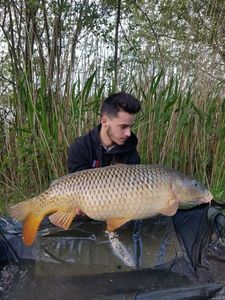 Common Carp