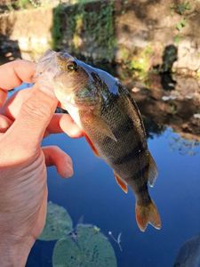 European Perch