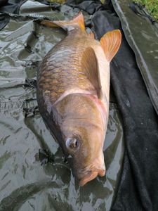 Common Carp