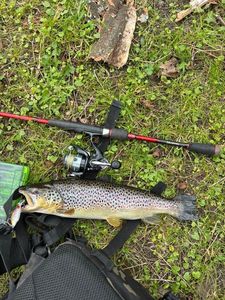 Brown Trout