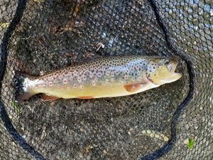 Brown Trout