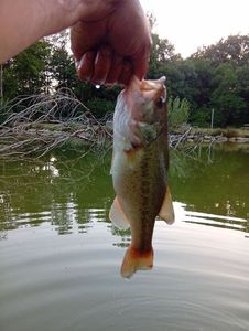 Largemouth Bass