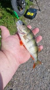 European Perch