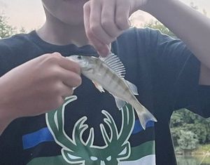 European Perch