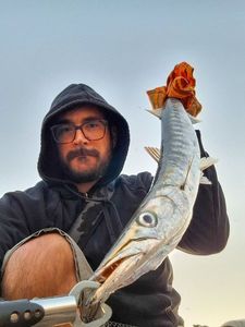 Yellowmouth Barracuda