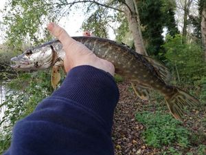 Northern Pike