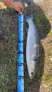 Thicklip Grey Mullet