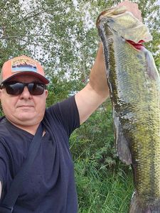 Largemouth Bass