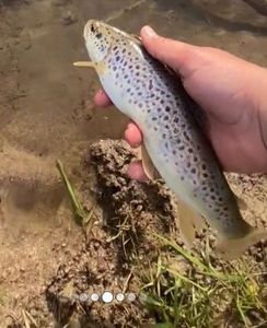 Brown Trout