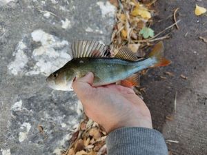 European Perch