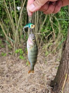 European Perch