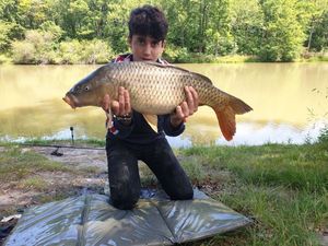 Common Carp
