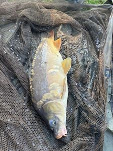 Mirror Carp