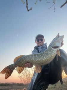 Northern Pike