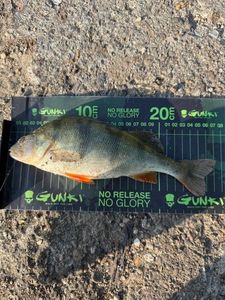 European Perch