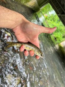 Brown Trout