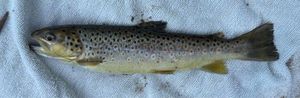 Brown Trout