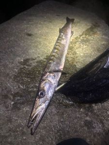 Great Barracuda