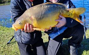 Mirror Carp