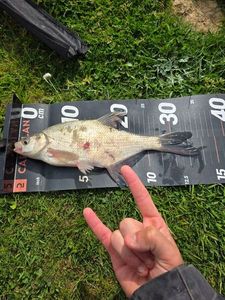 Tench