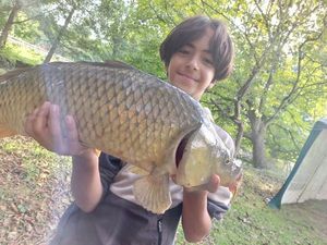 Common Carp