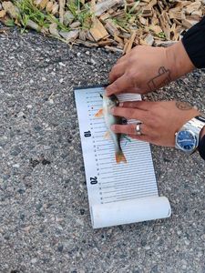 European Perch