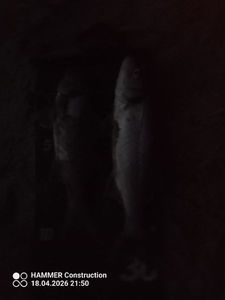 European Bass (Seabass)