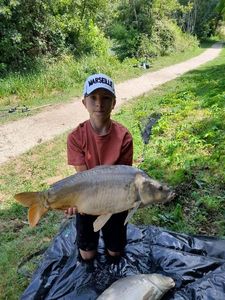 Mirror Carp