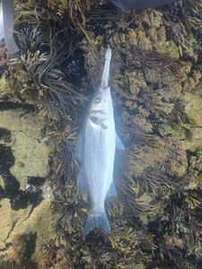 European Bass (Seabass)
