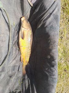 Mirror Carp