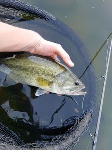 Largemouth Bass