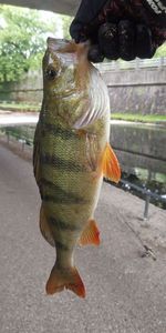 European Perch