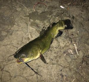 Black Bullhead