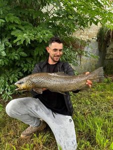 Brown Trout
