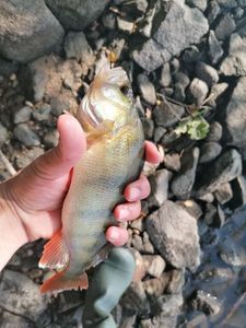 European Perch