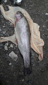 Rainbow Trout