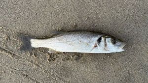 European Bass (Seabass)