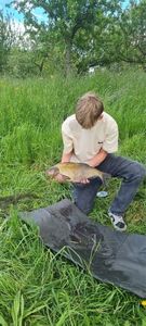Common Bream