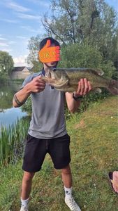Largemouth Bass