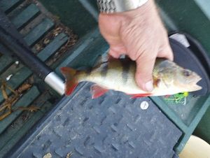 European Perch