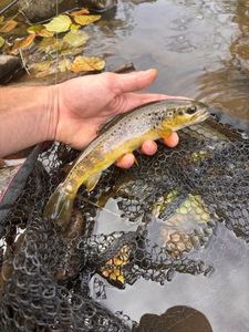 Brown Trout
