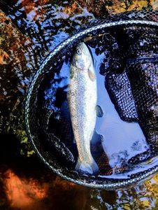 Rainbow Trout
